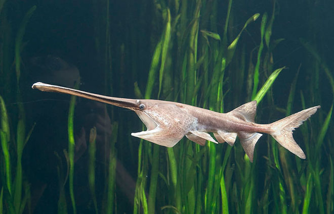 Pablet Fish Catch, Fillet, and Sell the Eggs of a Dinosaur: How to Save the ...