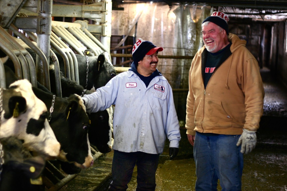 Pedro and Loren evaluate the cows.