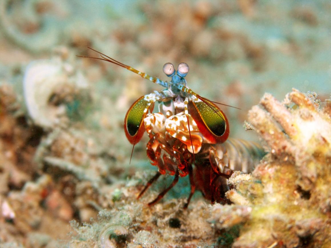 A peacock mantis shrimp.