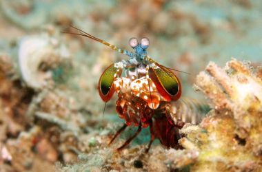 A peacock mantis shrimp.