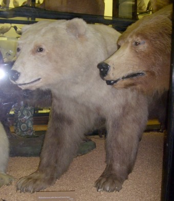 Polar/brown bear hybrid on display at the Natural History Museum at Tring in the United Kingdom.