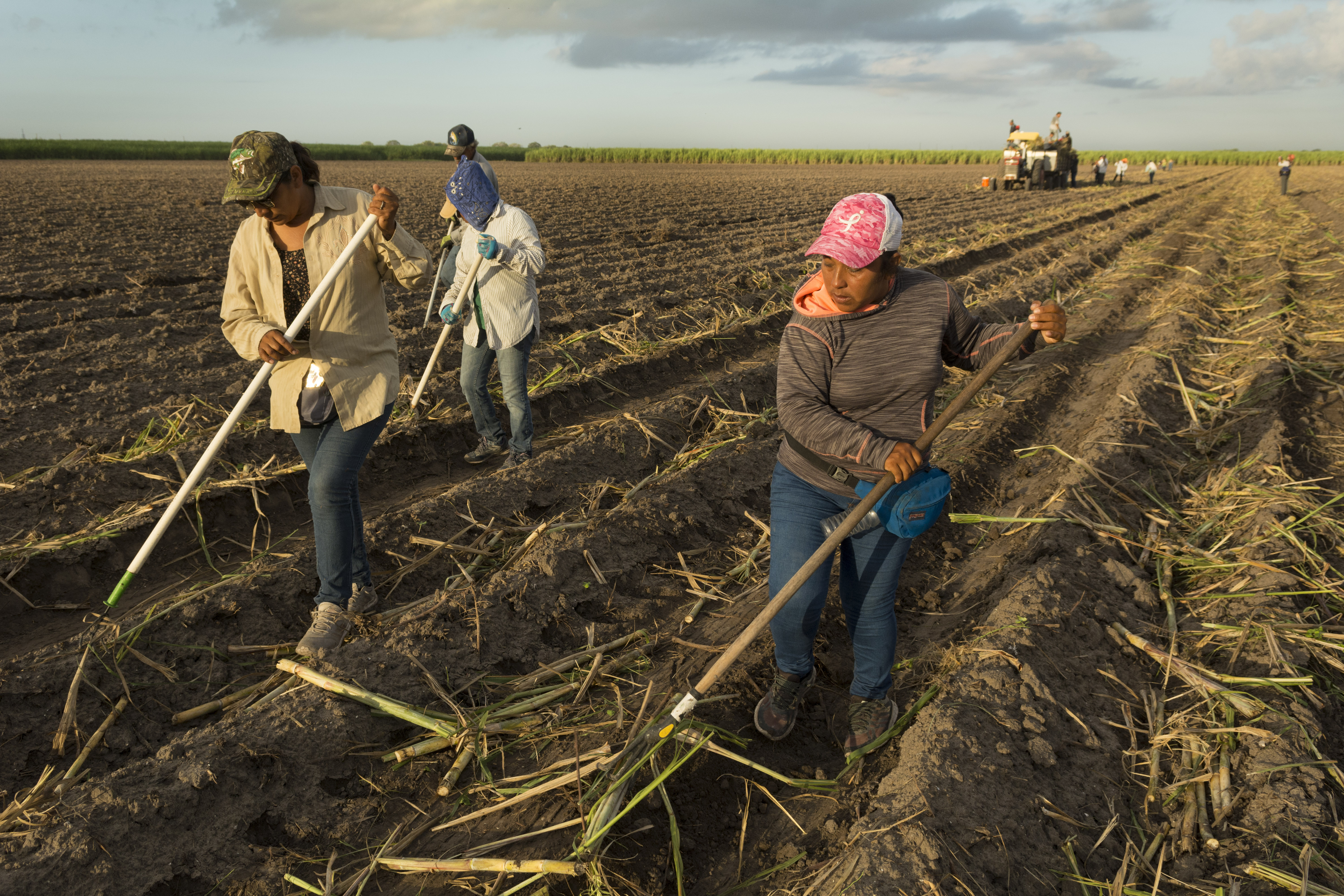 Day laborers rake sugar cane into rows in a field in South Texas.