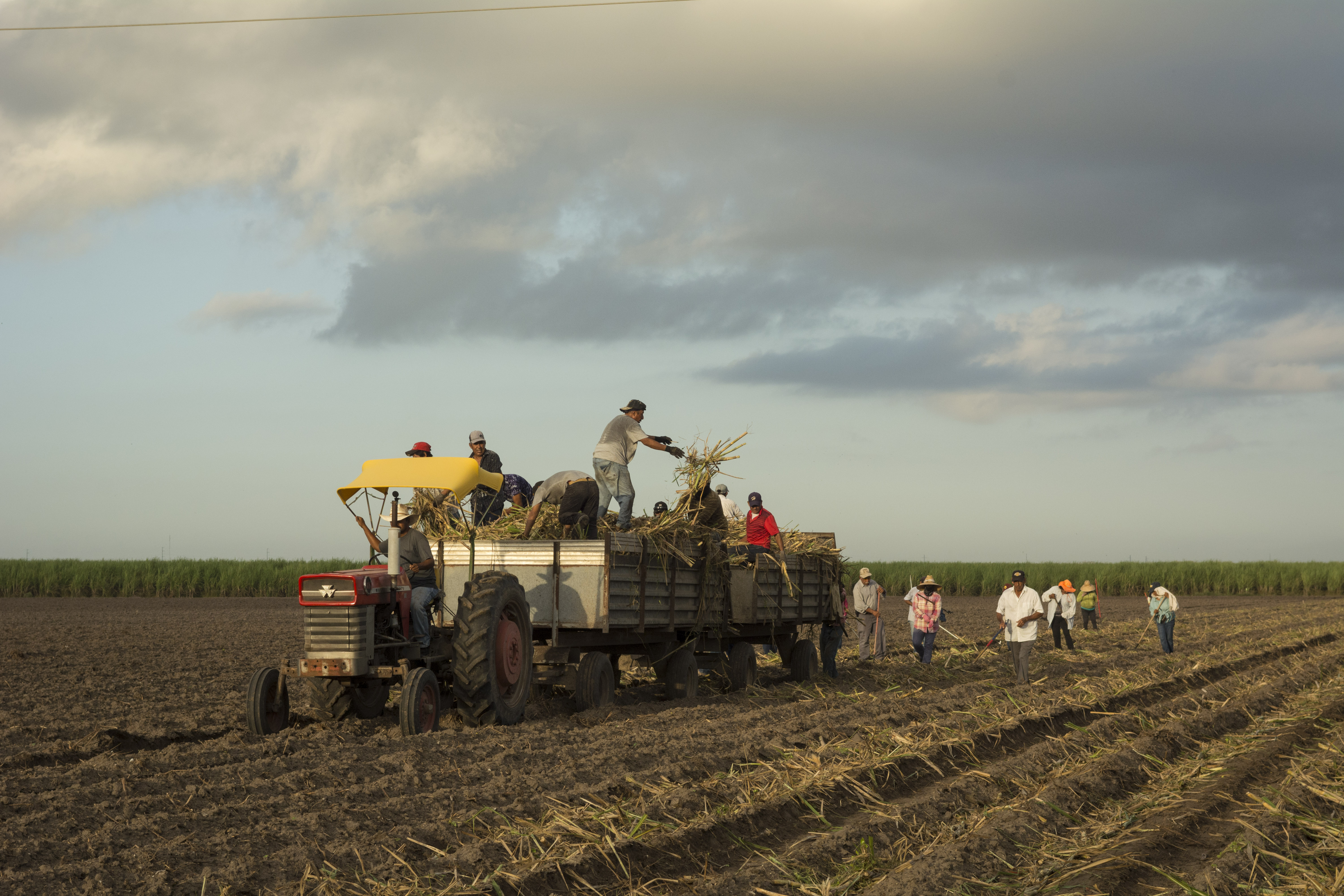 Day laborers toss sugarcane from a wagon in a field in South Texas.