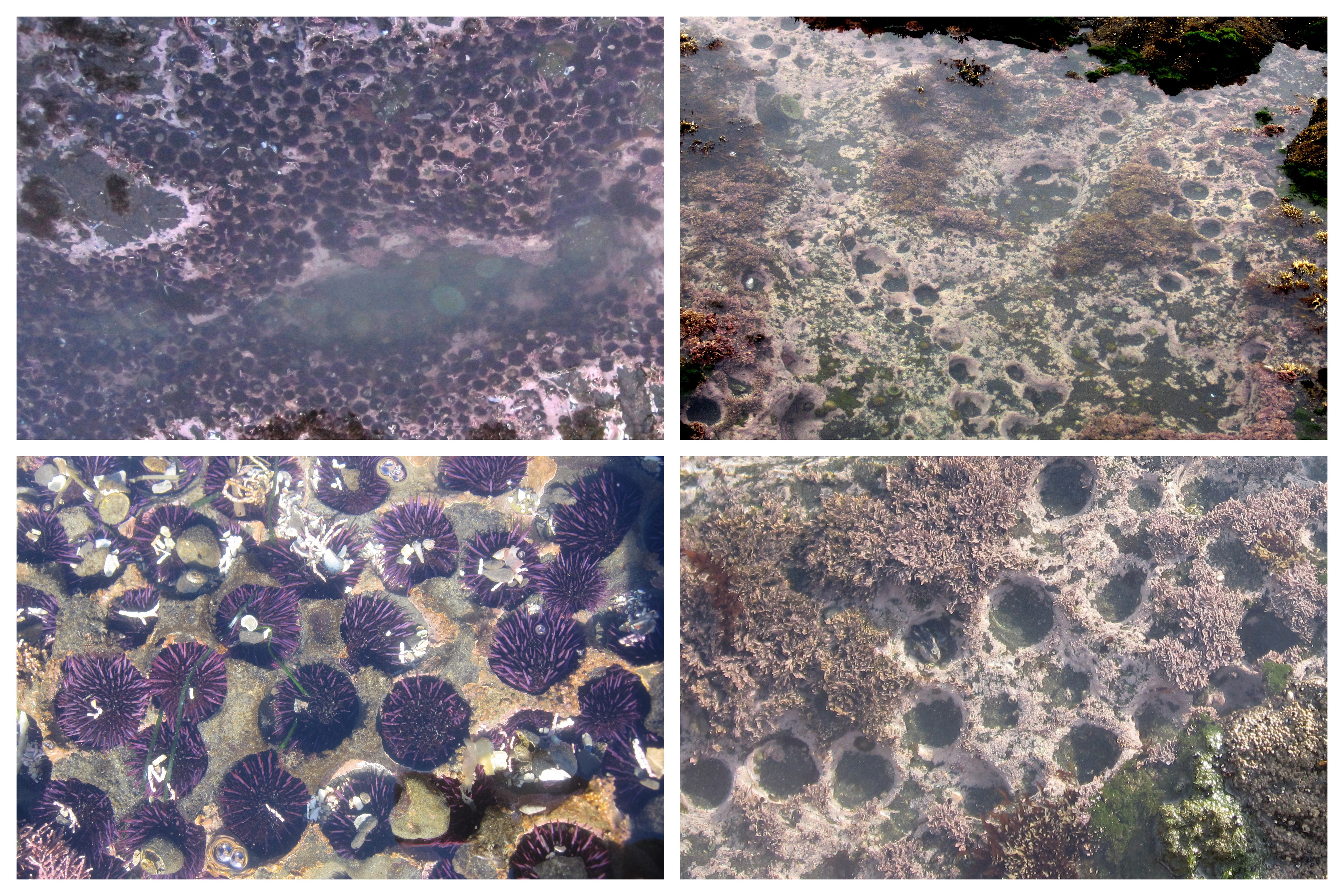 The Sea Star and Urchin Die-Off You've Never Heard Of - Pacific