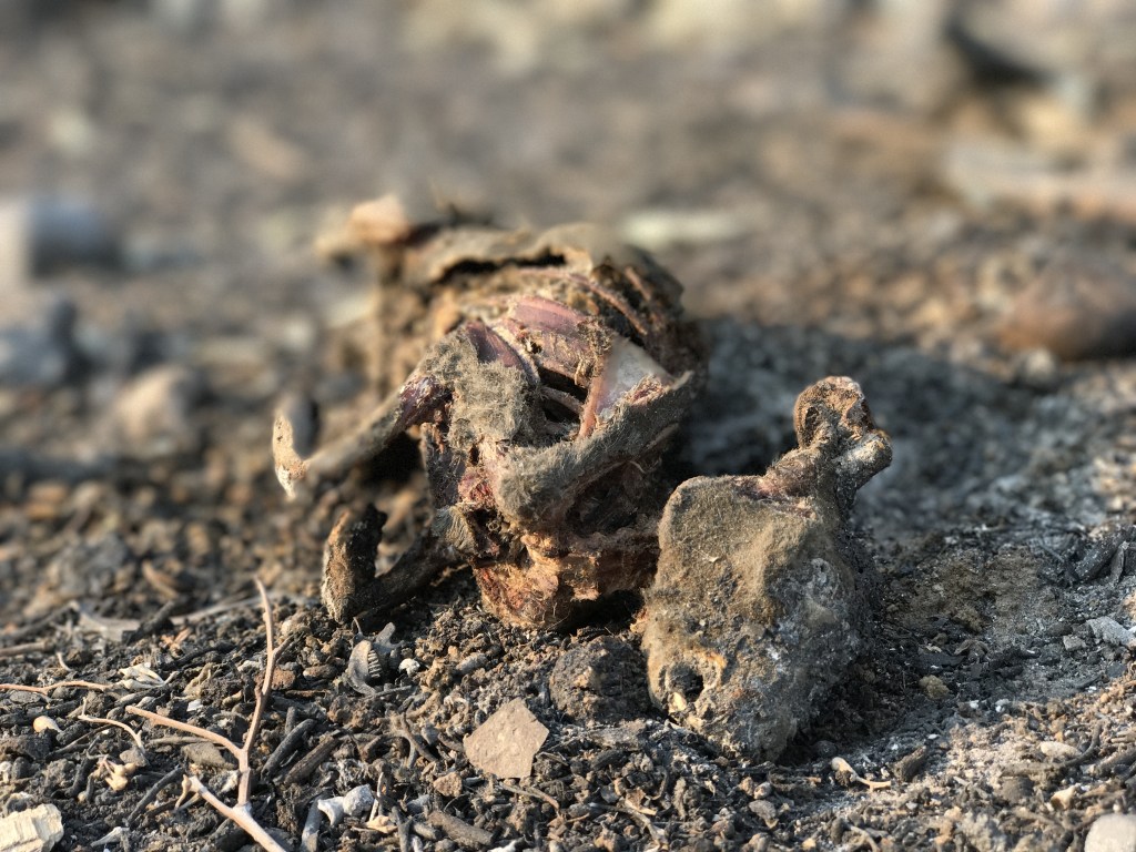 Thousand of cottontail rabbits were killed in the Thomas Fire, victims of both their inability to move large distances quickly and their susceptibility to heat. This cottontail rabbit was in the Ventura Botanical Garden, above Ventura's city hall.