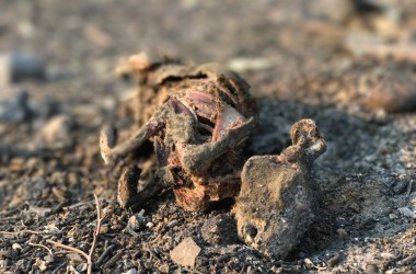 Thousand of cottontail rabbits were killed in the Thomas Fire, victims of both their inability to move large distances quickly and their susceptibility to heat. This cottontail rabbit was in the Ventura Botanical Garden, above Ventura's city hall.