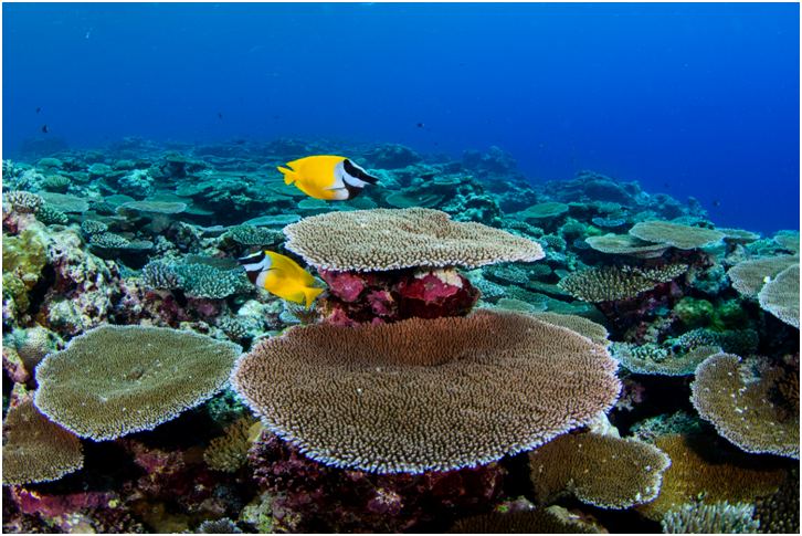 A shallow reef has hard, stony corals.