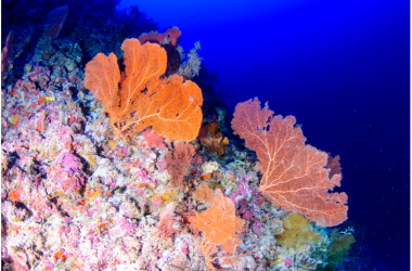 Mesophotic reefs have a variety of soft corals and sponges.