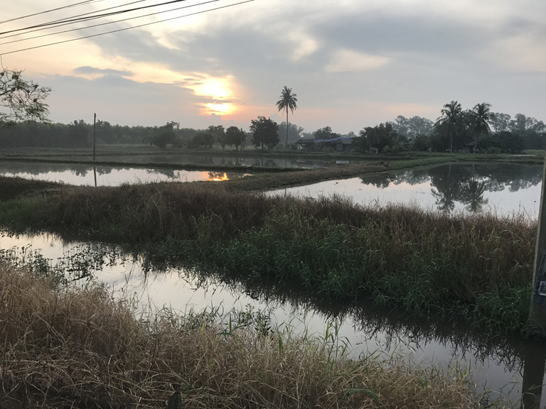 A farm in Surin, Thailand, that only plants rice in its many fields.