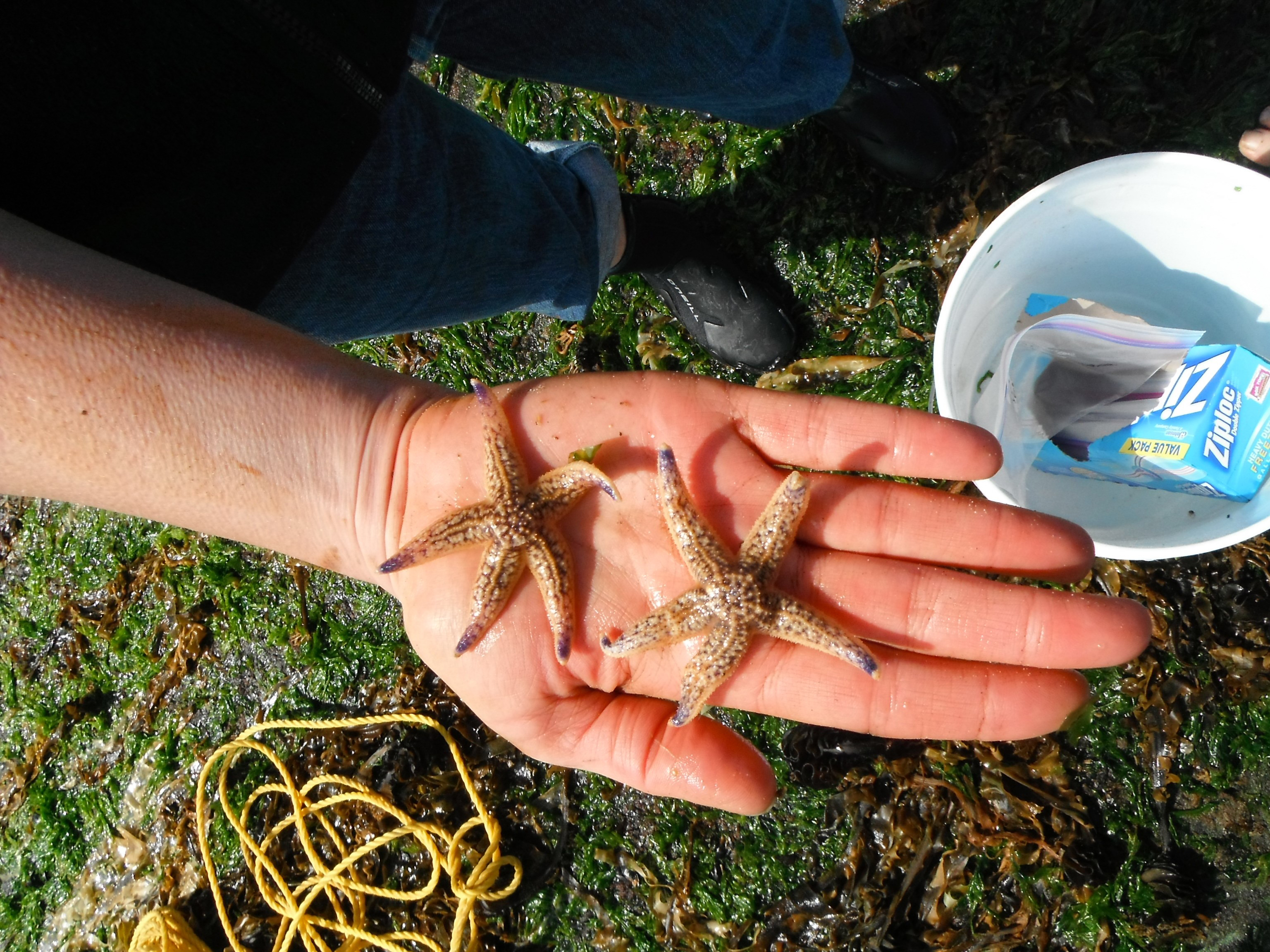 These Japanese sea stars arrived in Newport, Oregon, in 2012 aboard a floating fisheries dock.