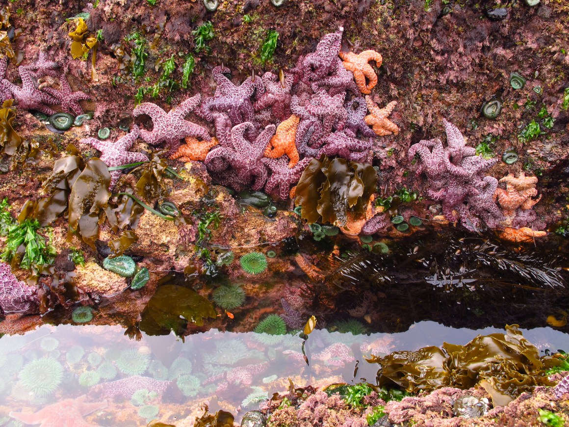 ochre sea star colors