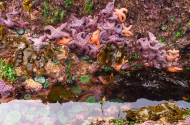 ochre sea star colors