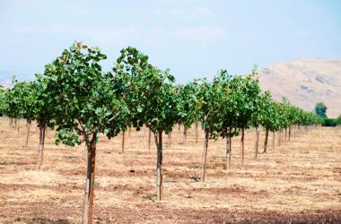 A pistachio orchard in Tulare County, California, was planted during California’s five-year drought. A record 904 water wells were drilled in the county during 2015, in part to help sustain agricultural operations.