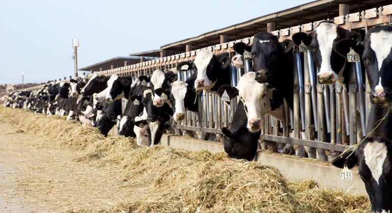 One of several hundred dairy farms in Tulare County, California, the top milk-producing county in the country. Animal manure spread on cropland is a contributor to nitrate pollution in the groundwater in parts of the San Joaquin Valley region.