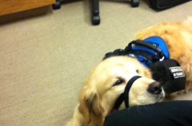 A medical response dog can often be brought to the handler's workplace, such as an office.
