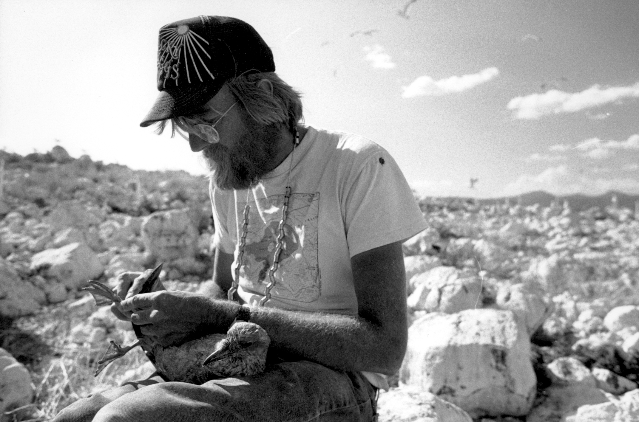 Ornithologist Dave Shuford banding a California Gull chick at Mono Lake in the early 1980s.