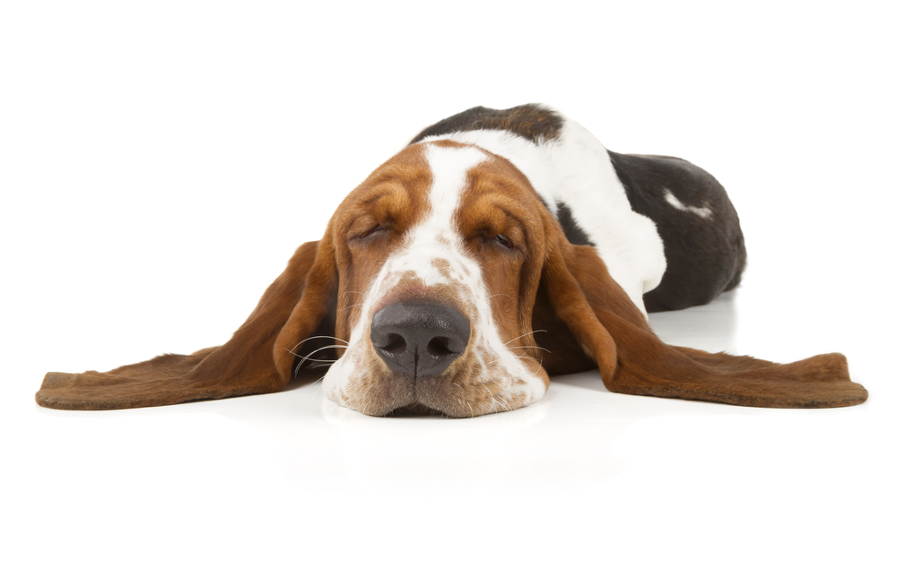 World's oldest shops basset hound