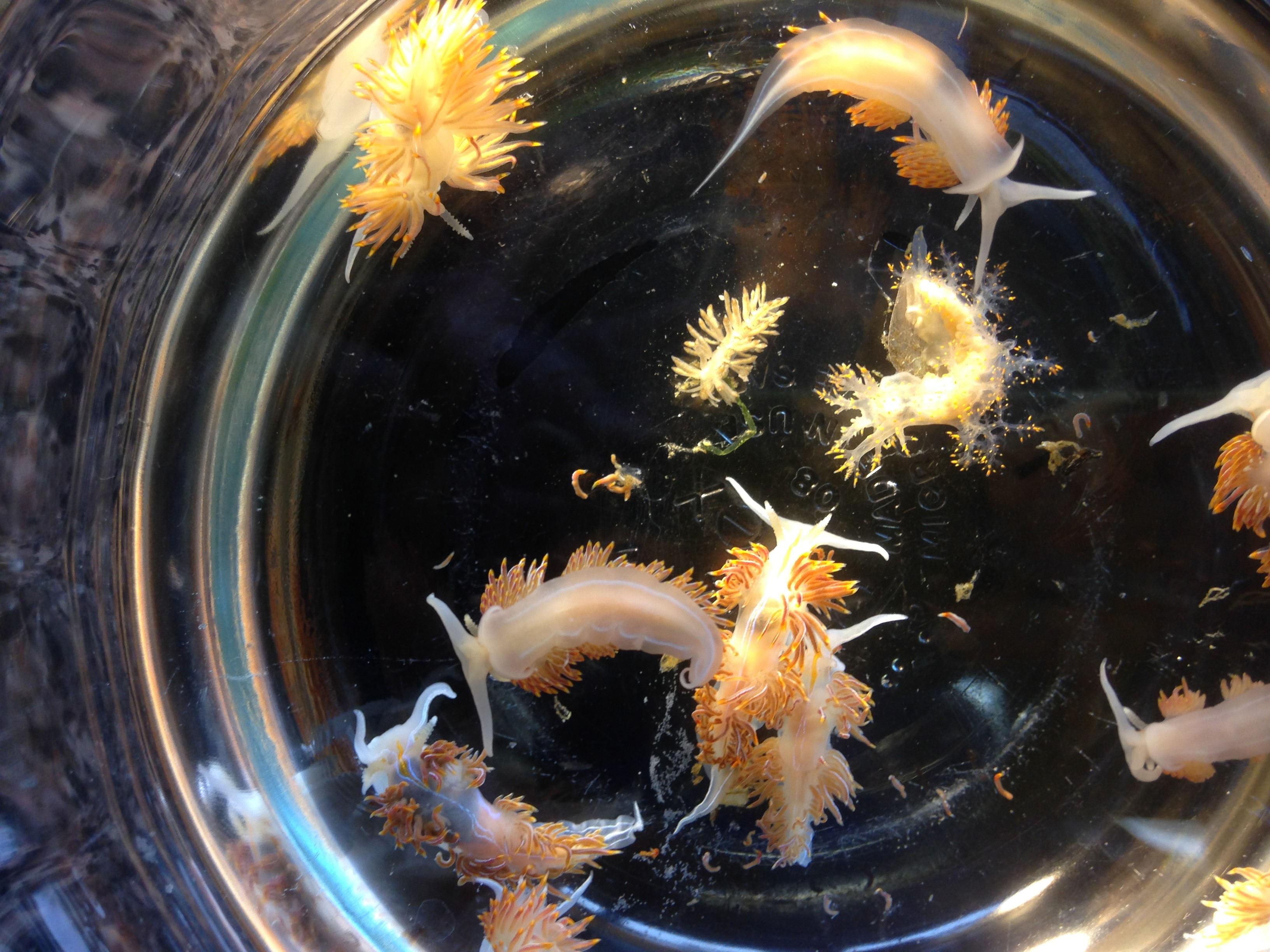 Marine sea slugs washed ashore in Oregon in 2015 aboard a derelict Japanese vessel.