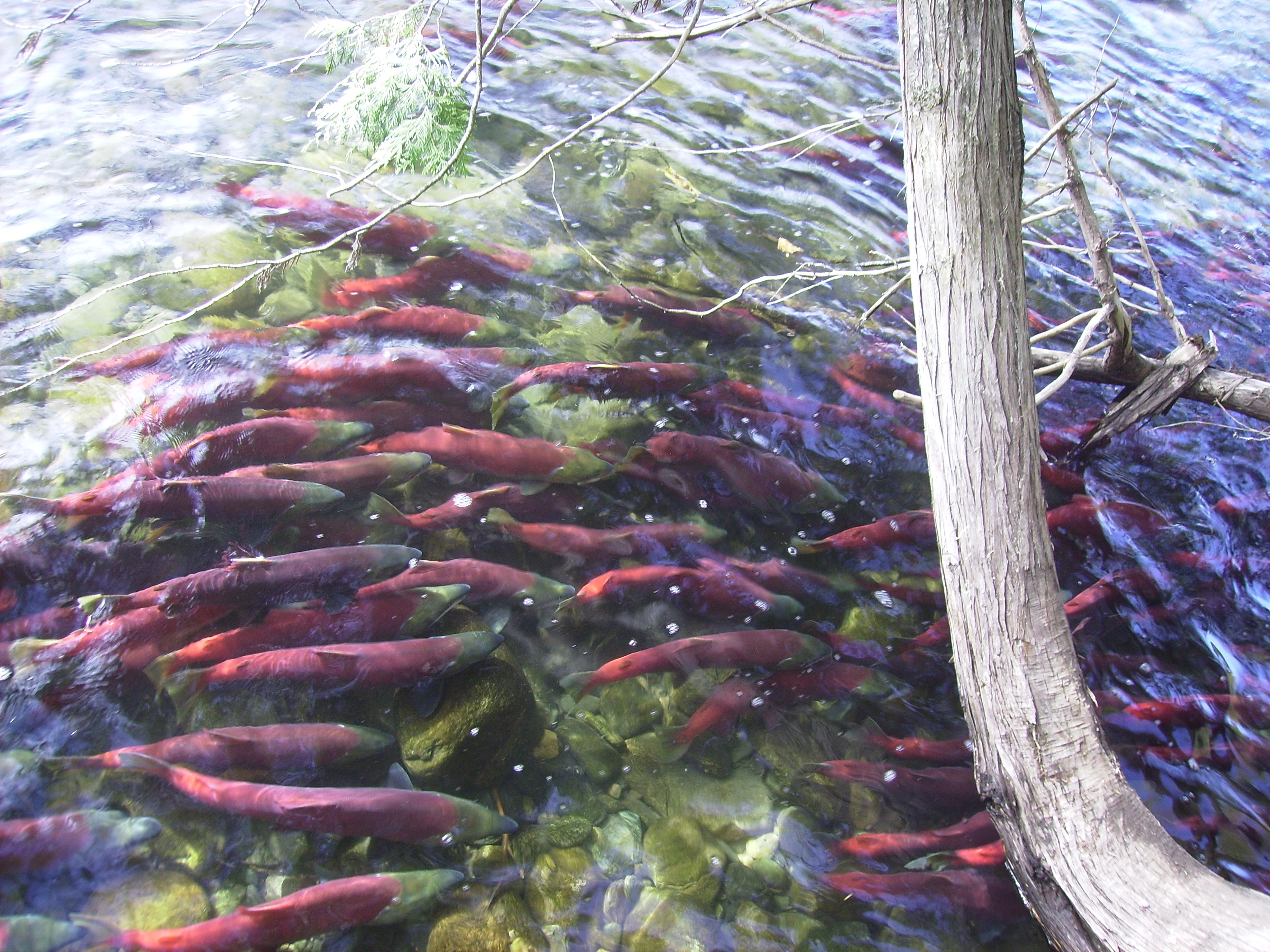 Spawning blueback salmon.