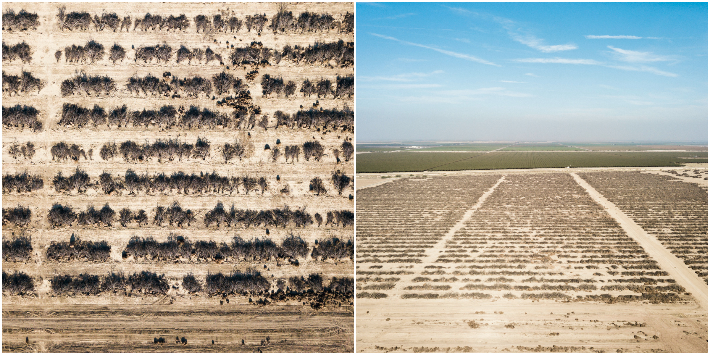 Starrh Family Farms uprooted some 1,000 acres of almond trees at its main ranch in Kern County, California, due to a lack of water.