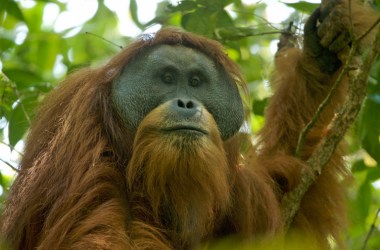 A male Tapanuli orangutan in the Batang Toru forest.