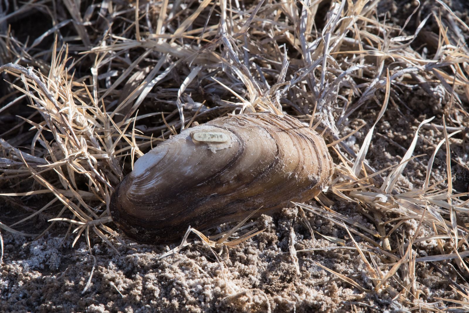 Texas hornshell.