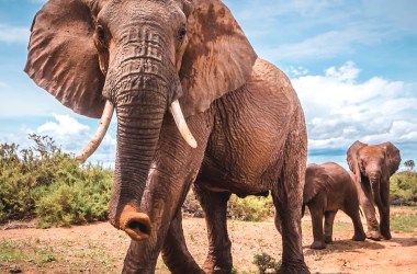 Elephants can communicate over long distances with low-frequency rumbles called infrasound.