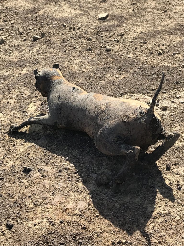 A burned juvenile mountain lion was discovered on December 9th, 2017, in the hills behind Ventura, California.