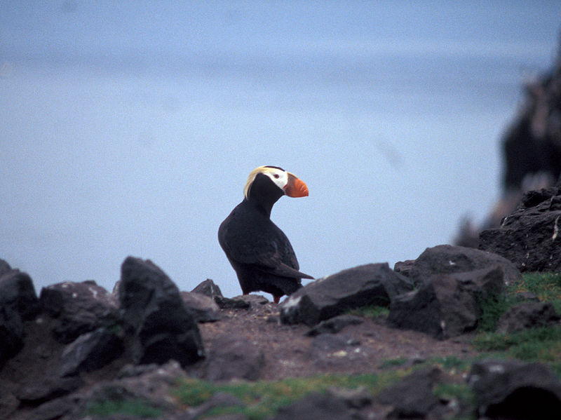 A tufted puffin.