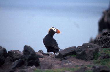 A tufted puffin.