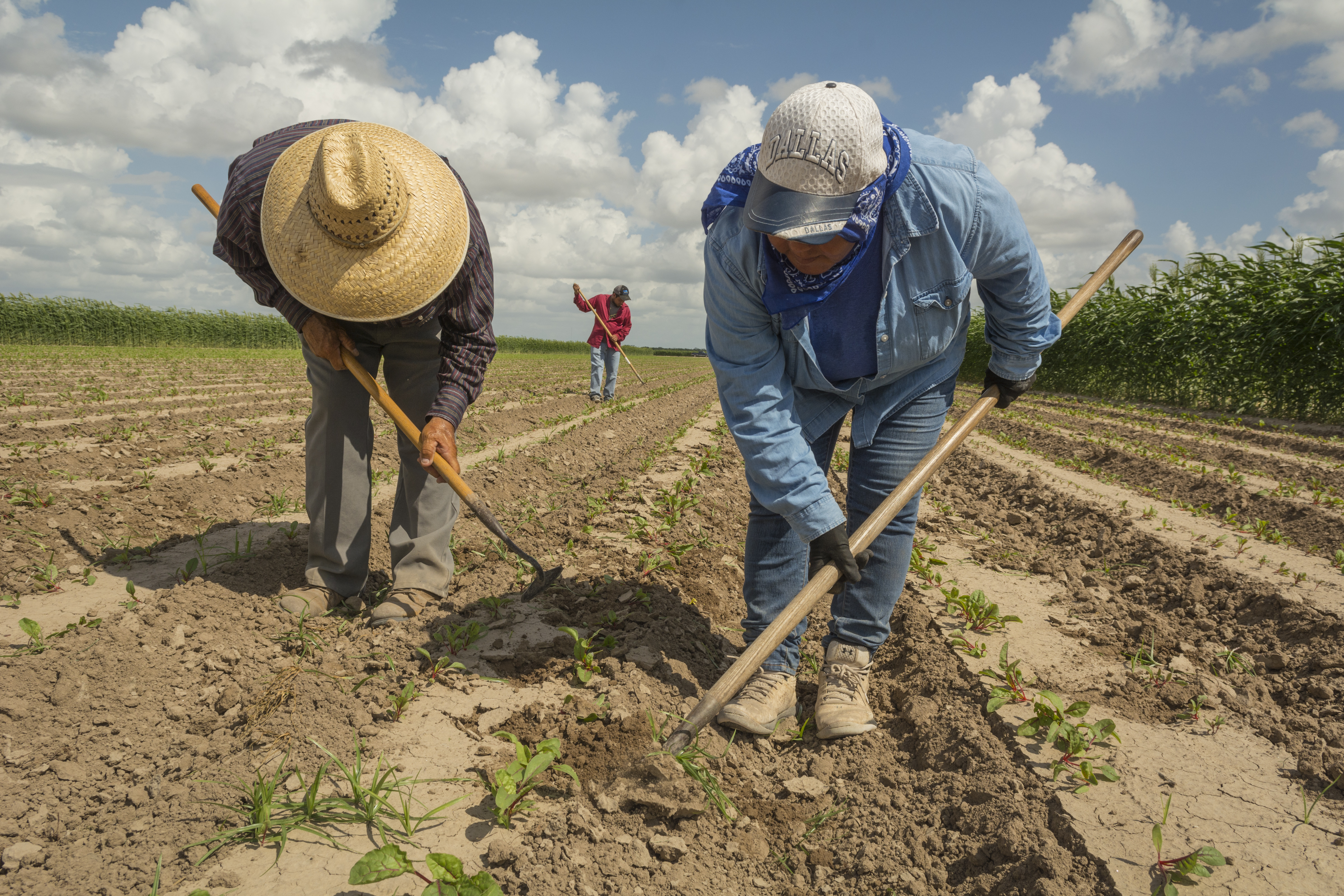 María Martínez, right, a field supervisor for Rio Fresh, weeds a field south of Edinburg, Texas. She has worked in the fields of South Texas since she was a kid, picking and hoeing alongside her parents.