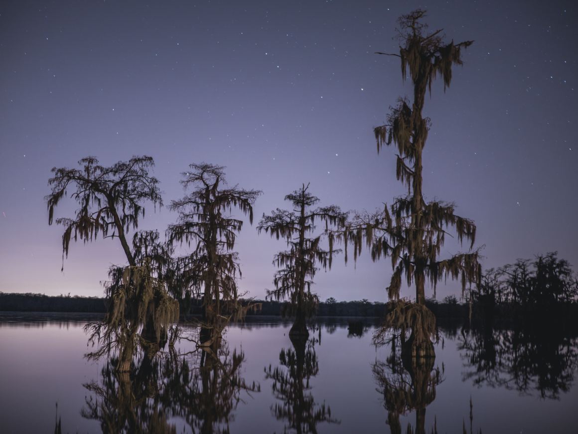 Louisiana swamp