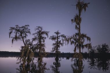 Louisiana swamp