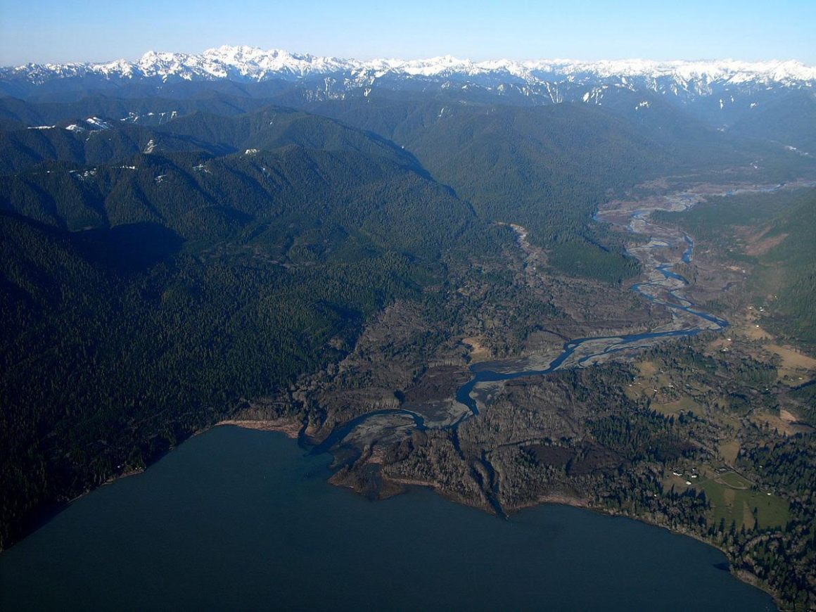 Salmon bluebacks spend several months in Lake Quinault, living off their fatty flesh before spawning in the Quinault River.