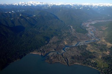 Salmon bluebacks spend several months in Lake Quinault, living off their fatty flesh before spawning in the Quinault River.