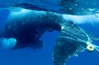 A whale is entangled in fishing gear.