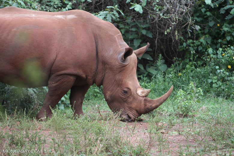 A female white rhino in Kenya. Although still threatened by poaching, Africa's white rhino population has bounced back to more than 20,000.