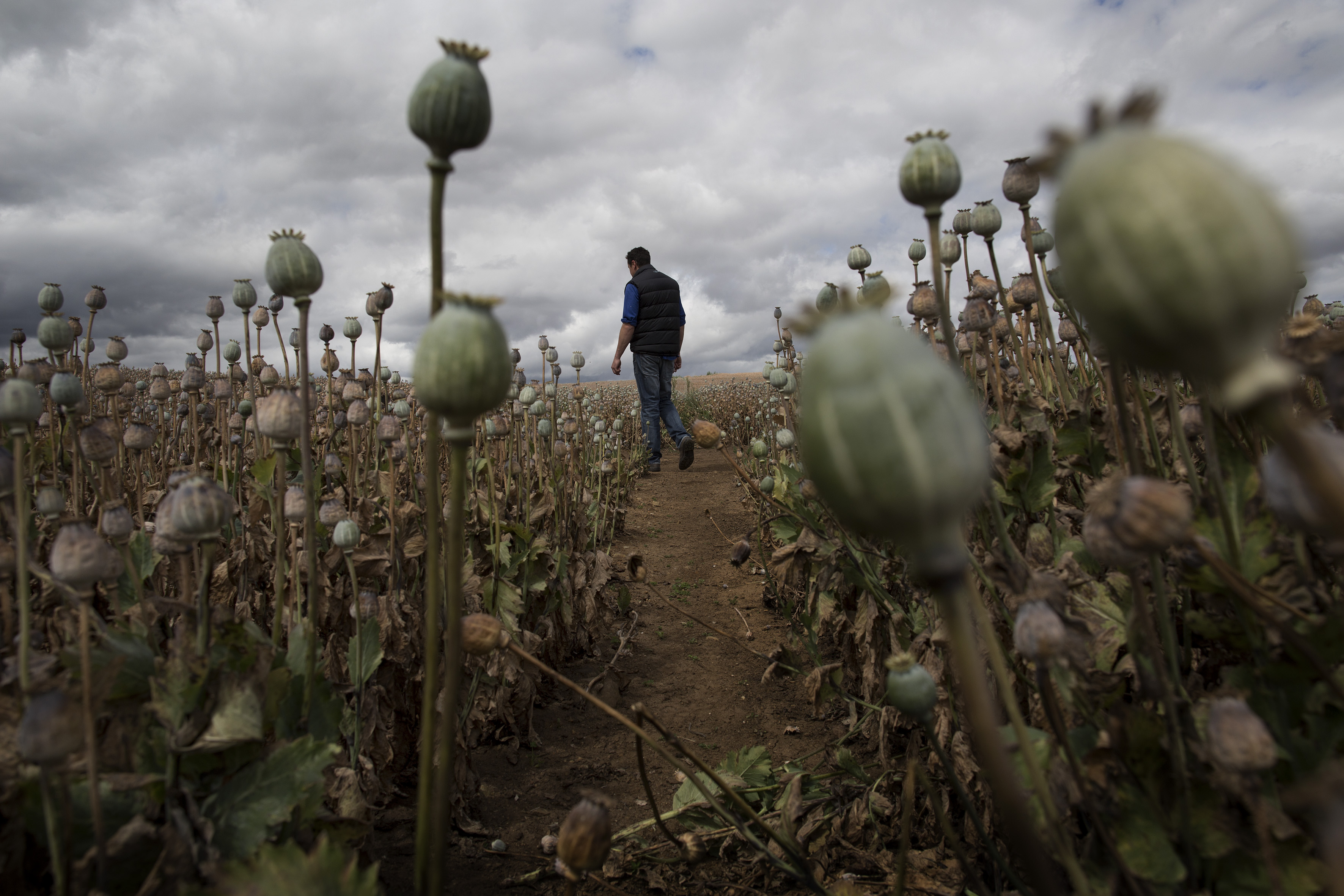 Will Bignell, a farmer in Bothwell, walks through his field of poppies.