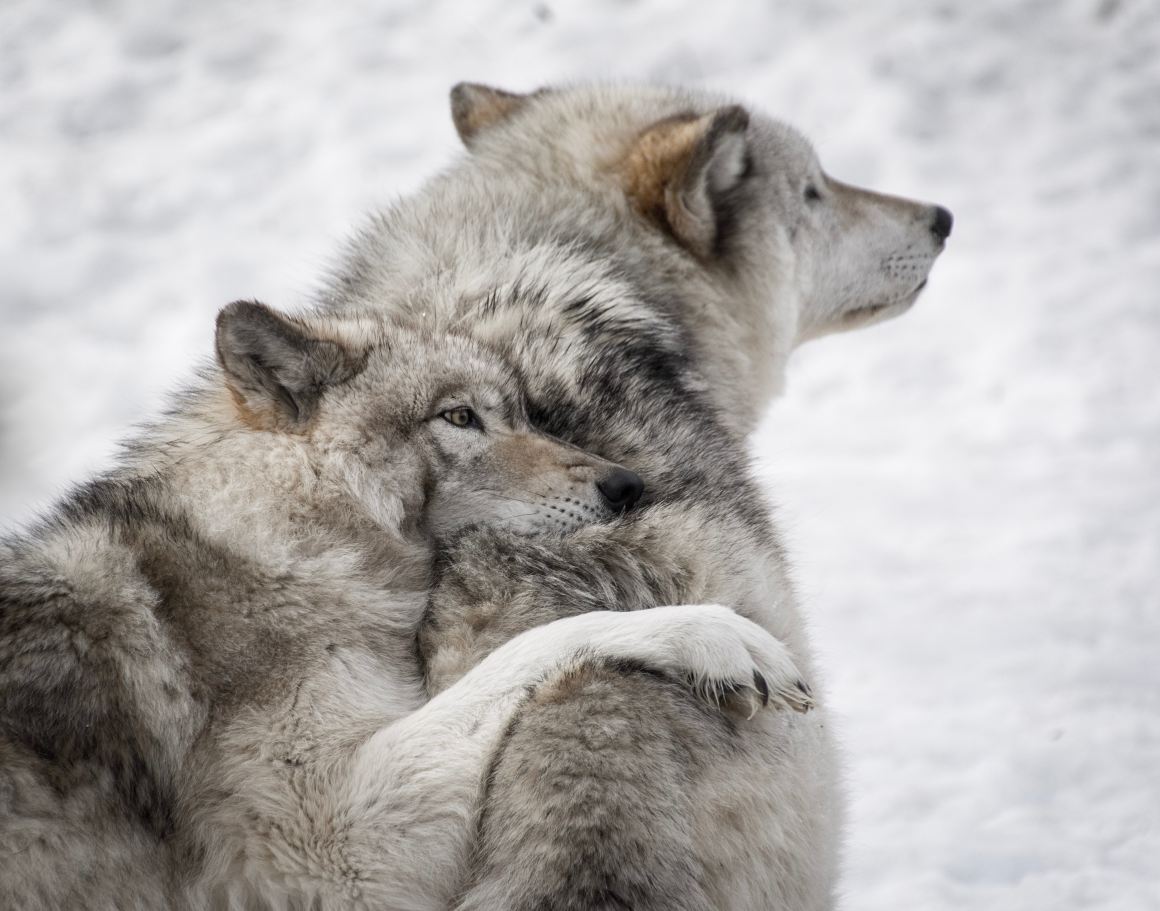 Two wolves in Canada