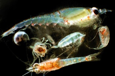 A variety of zooplankton organisms.